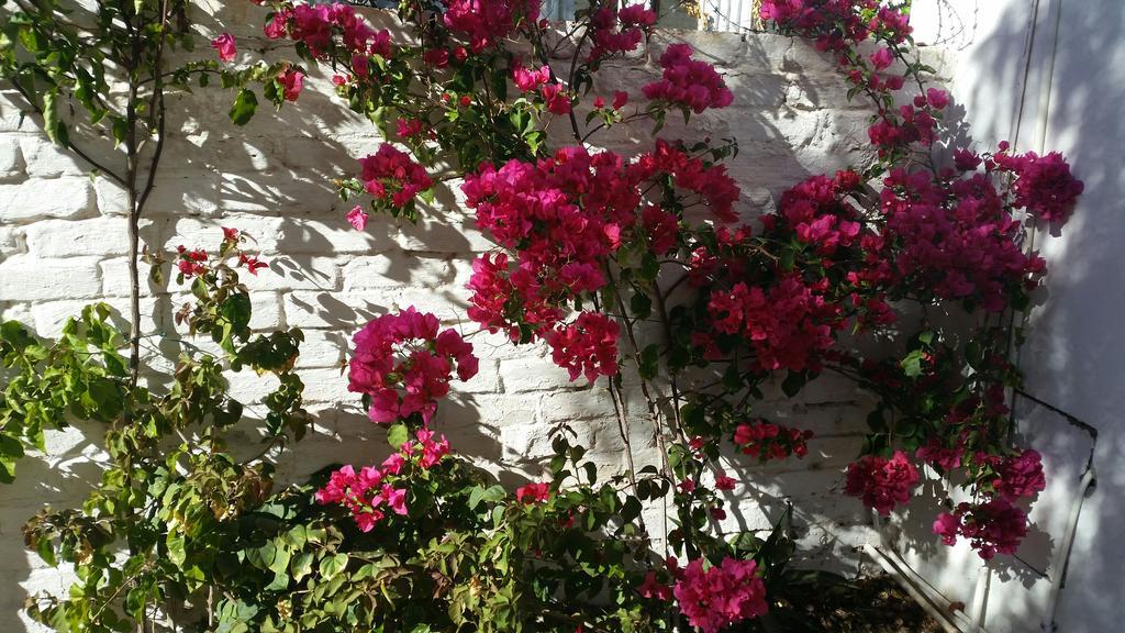 Pepper Tree Accommodation ボーフォート・ウェスト エクステリア 写真